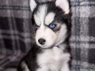 Siberian Husky dogs PURPLE - Ad 12