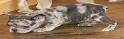 French Bulldog dogs for sale: ISSAC BLUE MERLE - Ad 4