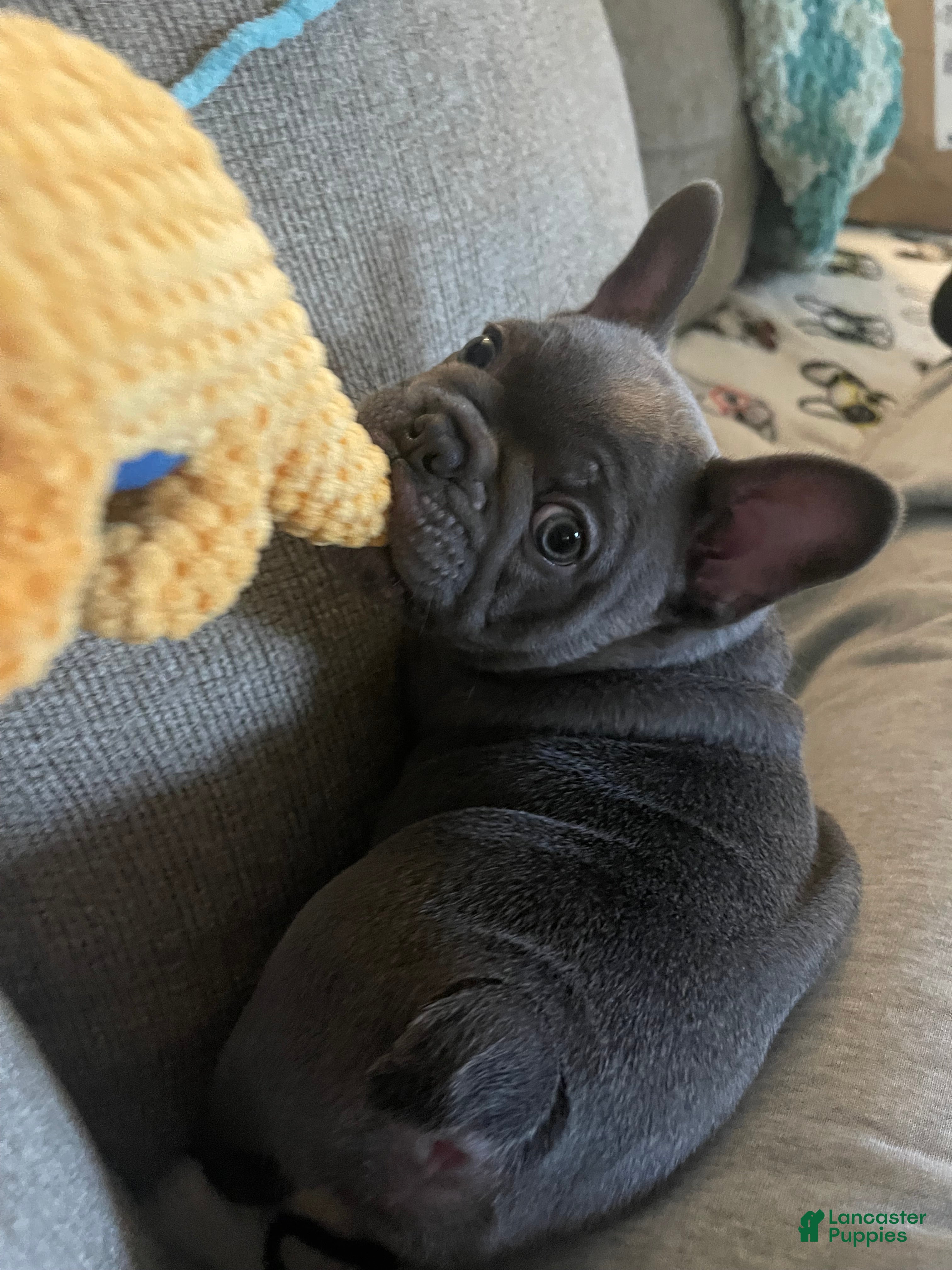 French Bulldog dogs Munchy - Ad 2