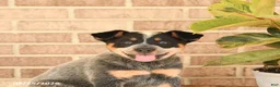 Australian Cattle Dog dogs for sale: Mya - Ad 4