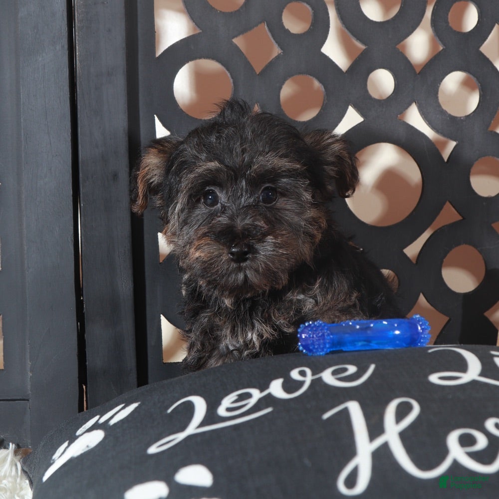 Yorkiepoo dogs Yorkiepoo Puppy Mickey - Ad 39