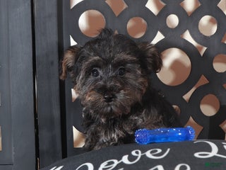 Yorkiepoo dogs Yorkiepoo Puppy Mickey - Ad 39