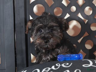 Yorkiepoo dogs Yorkiepoo Puppy Mickey - Ad 42
