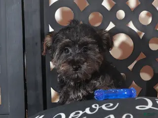 Yorkiepoo dogs Yorkiepoo Puppy Mickey - Ad 28