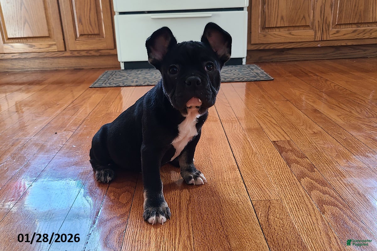 French Bulldog dogs Flint - Ad 42