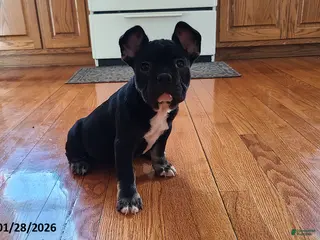 French Bulldog dogs Flint - Ad 42