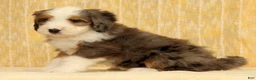Mini Bernedoodle dogs for sale: Oakley - Ad 5