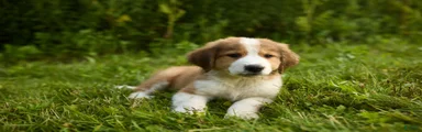 Mixed Breed 1