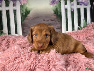 Miniature Dachshund dogs AKC-Brody - Ad 24
