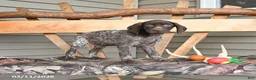 German Shorthaired Pointer dogs for sale: Wander - Ad 2