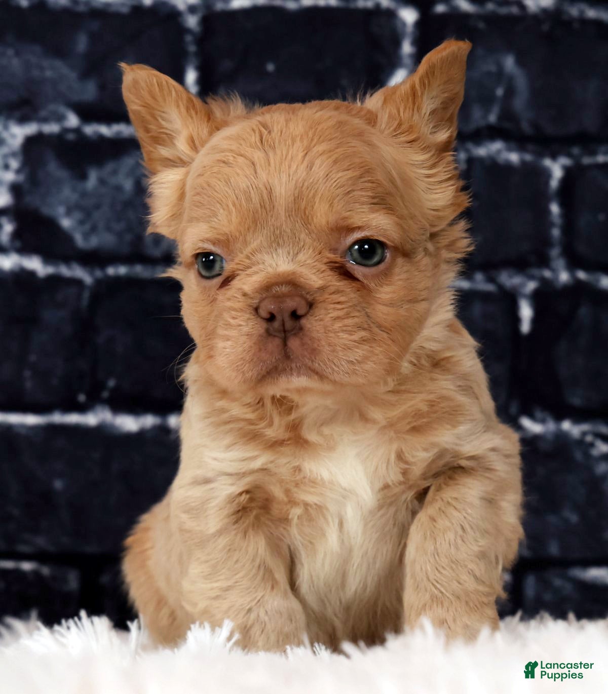 French Bulldog dogs Jackson - Ad 2