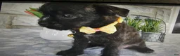 Mixed Breed dogs for sale: Mixed Breed 1 - Ad 1