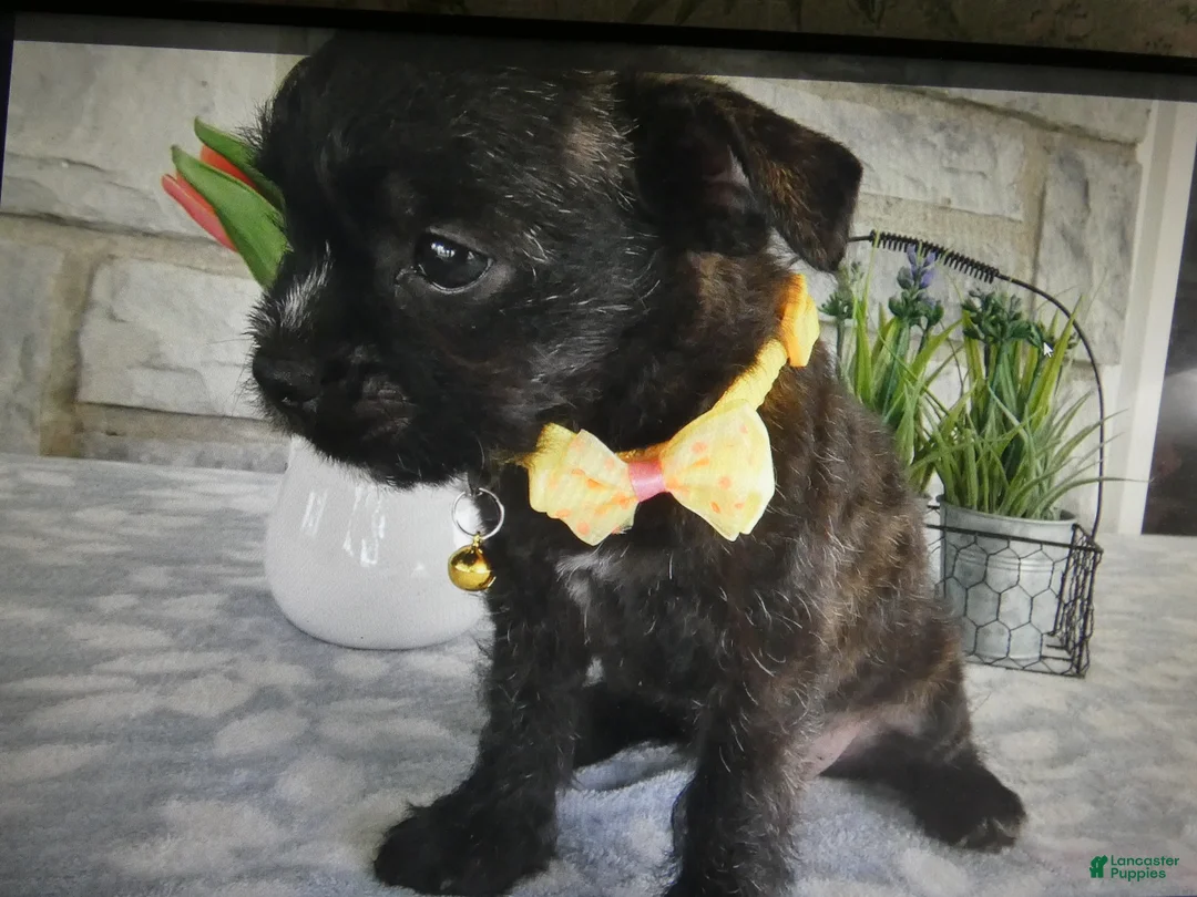 Mixed Breed dogs for sale: Mixed Breed 1 - Ad 1