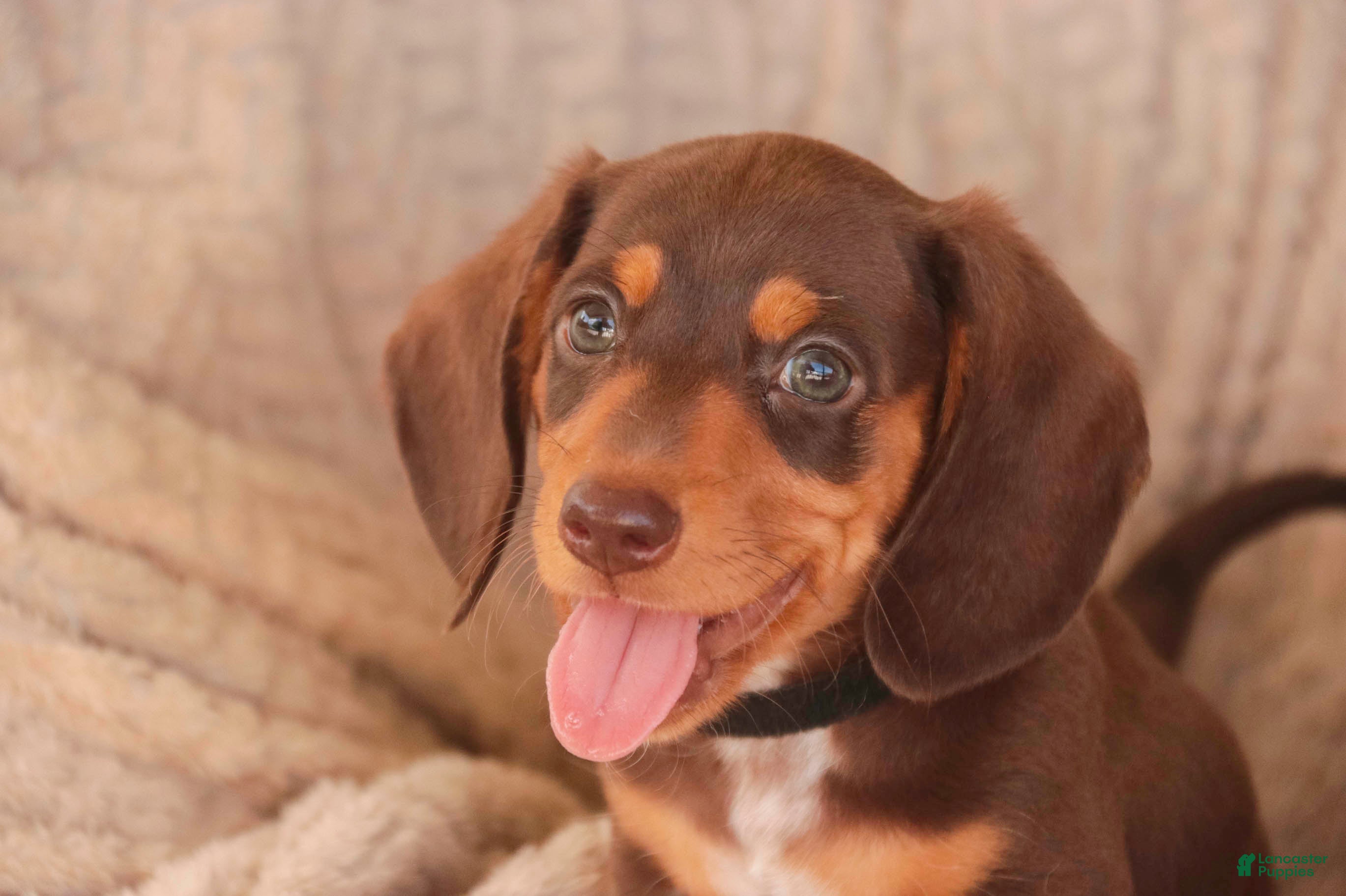 Miniature Dachshund dogs Peanut Butter Miniature Dachshund  - Ad 2