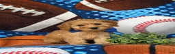Cockapoo dogs for sale: Bryant 9 lbs Full Grown - Ad 3