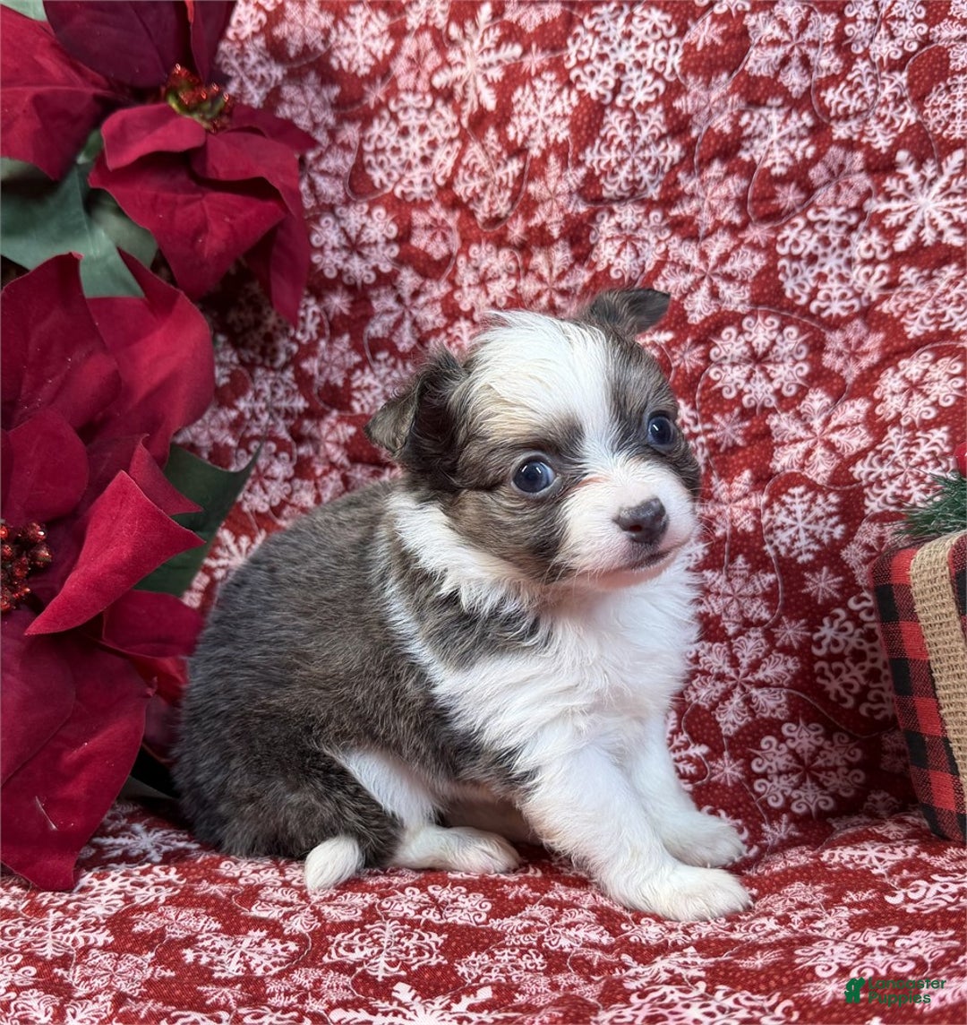 Chihuahua dogs for sale: Chihuahua Puppy 1 - Ad 2