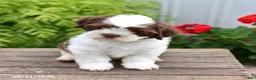 Shih Tzu dogs for sale: Teddy - Ad 3