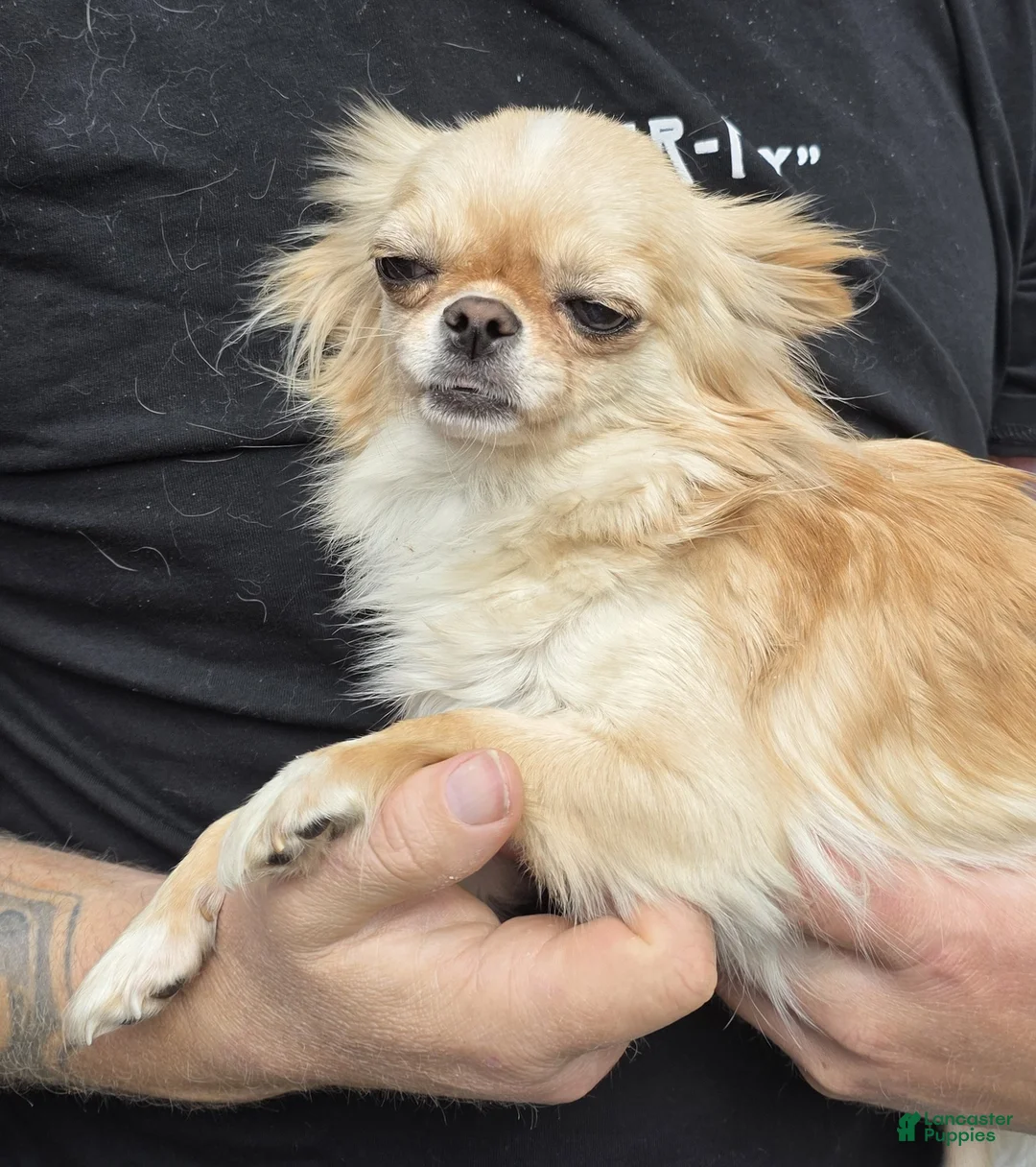 Chihuahua dogs for sale: Gizmo - Ad 18