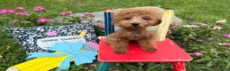 Toy Poodle dogs for sale: Bucky  - Ad 4