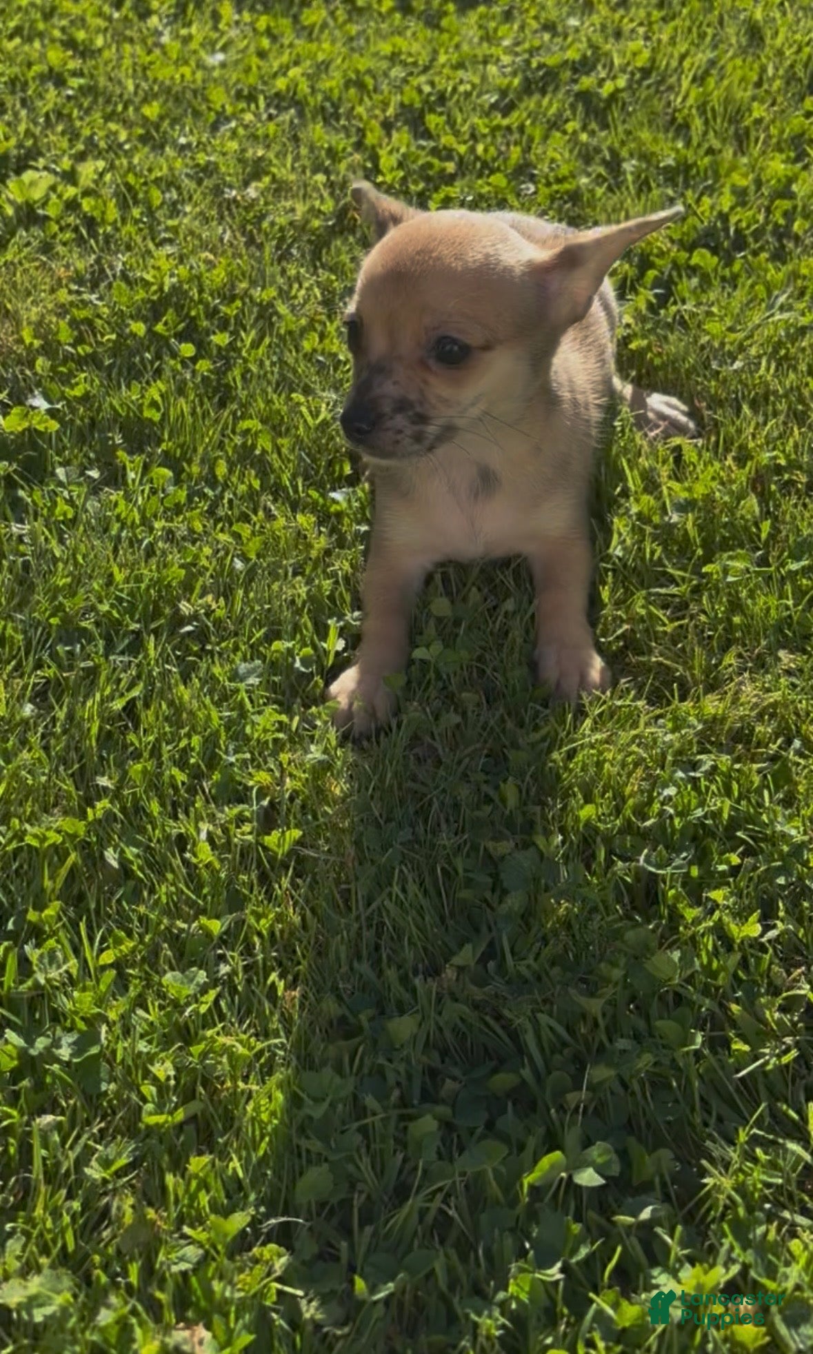 Chiweenie dogs Hairy Paw-ter - Ad 2