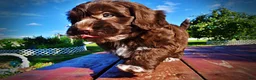 Havapoo dogs for sale: Coco - Ad 17