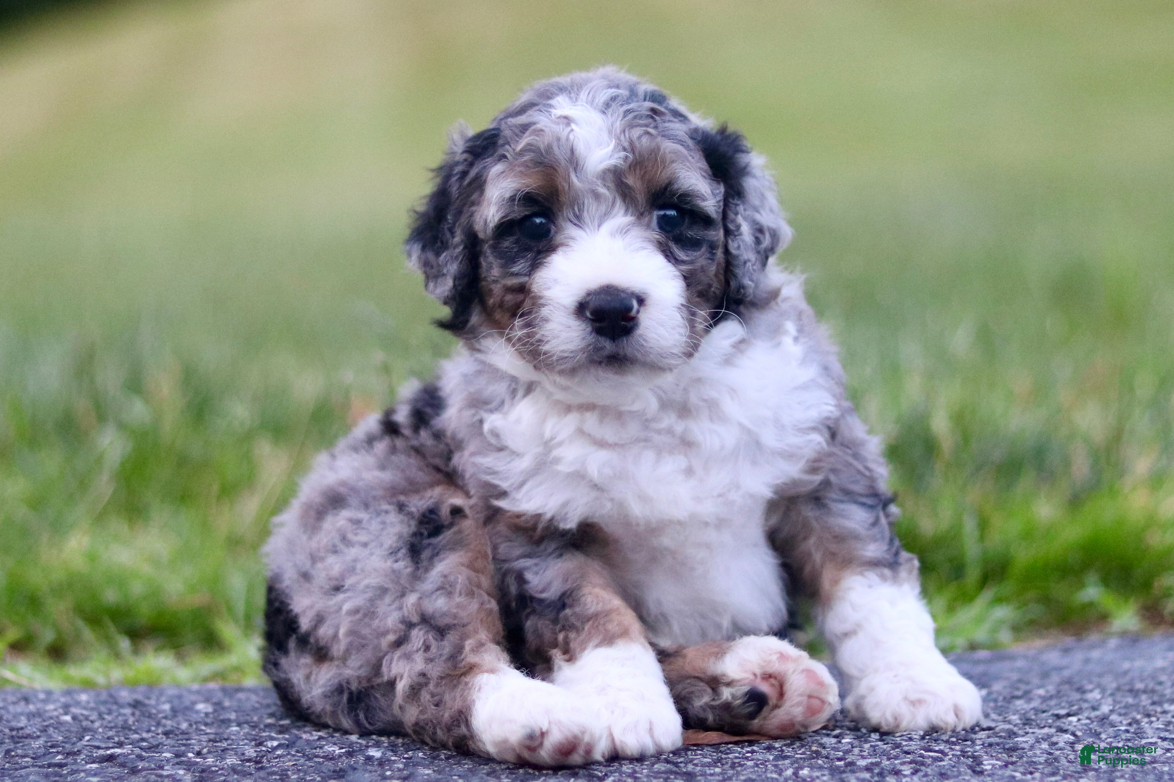 Mini Bernedoodle dogs Gilbert - Ad 1