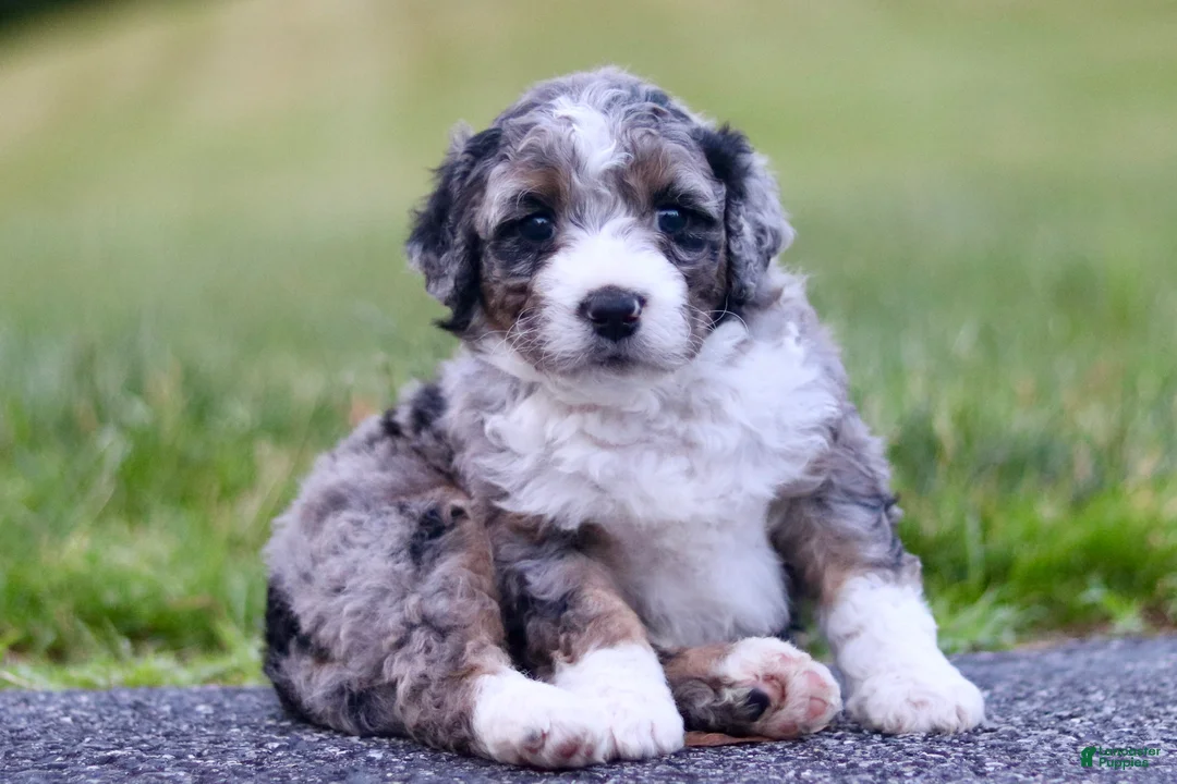 Mini Bernedoodle dogs for sale: Gilbert - Ad 1