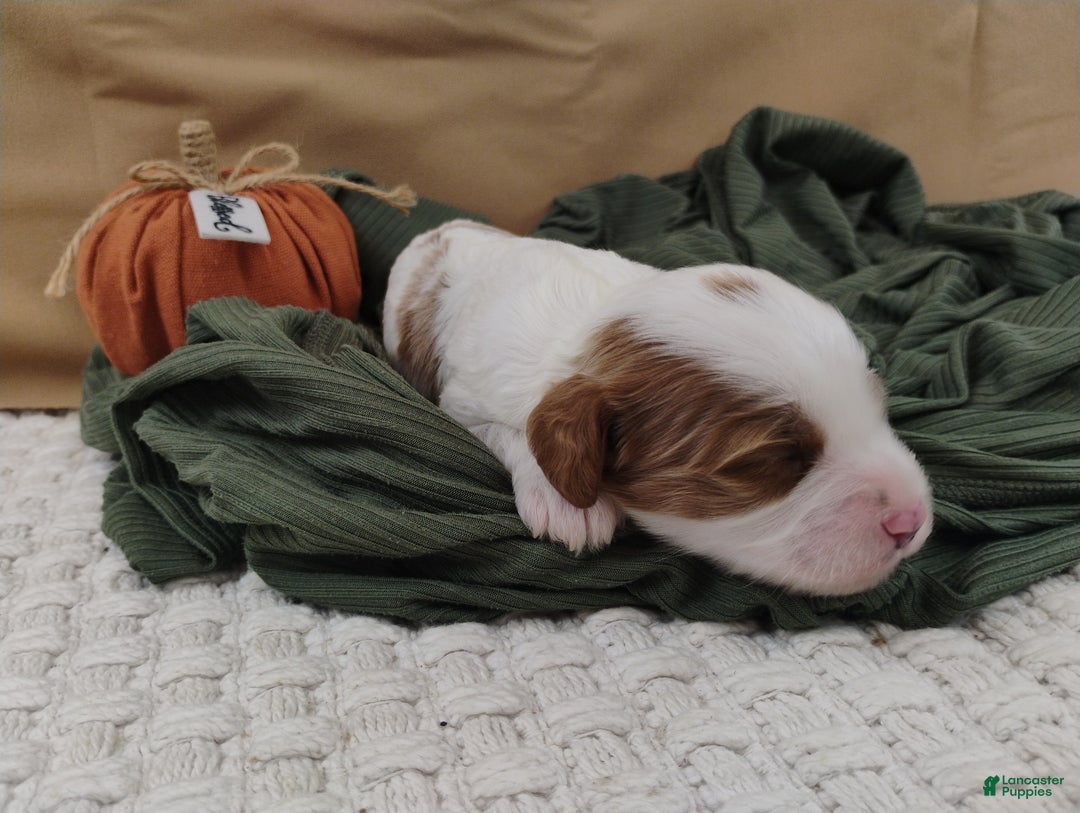 Cavapoo dogs for sale: Jetta - Ad 14