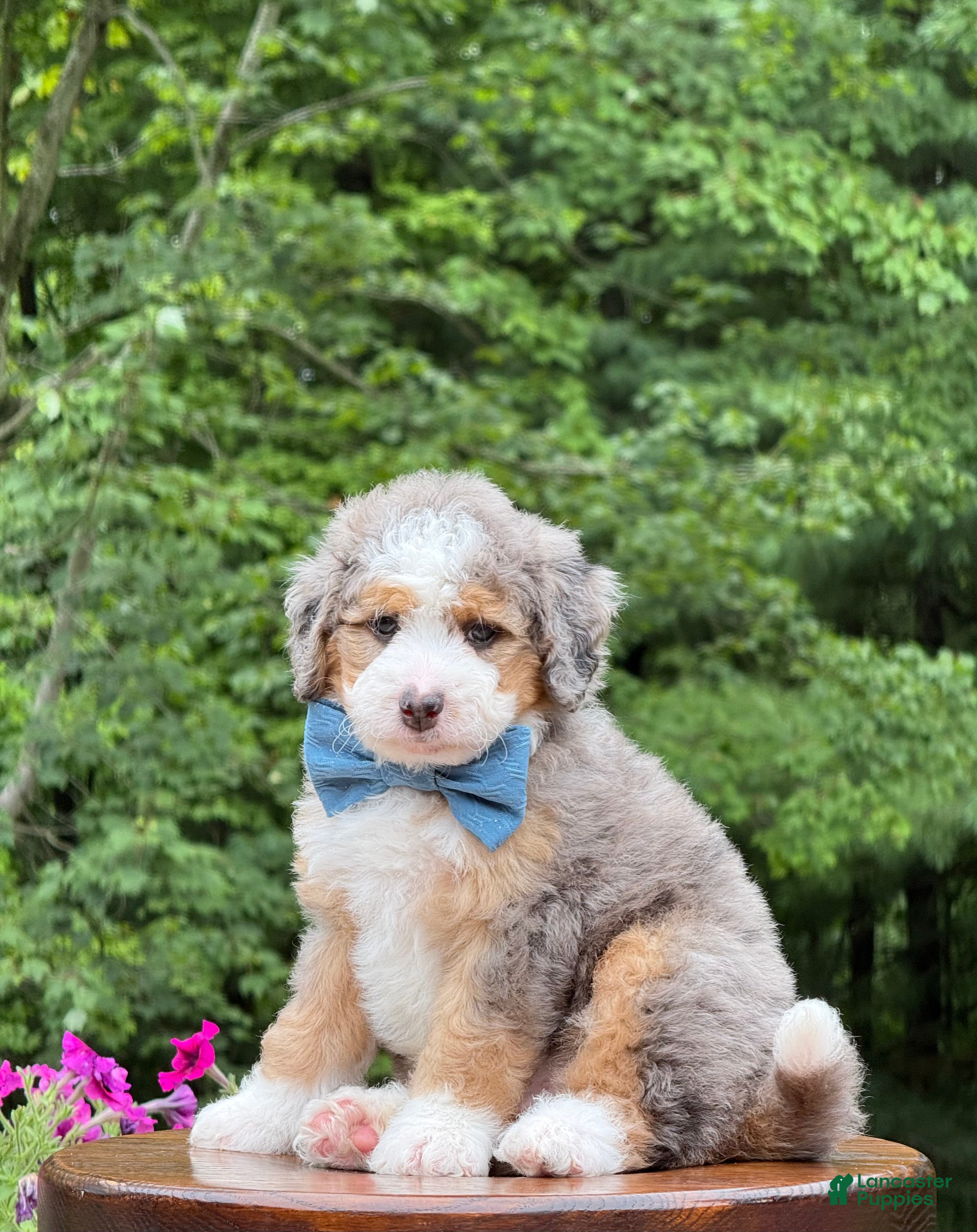 Mini Bernedoodle dogs Jackson   ❤️F1b - Ad 2