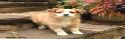 Australian Shepherd dogs for sale: Mango - Ad 3