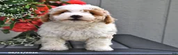 Miniature Poodle dogs for sale: Sapphire - Ad 4