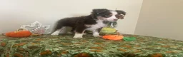 Toy Australian Shepherd dogs for sale: Toy Australian Shepherd 1 - Ad 4