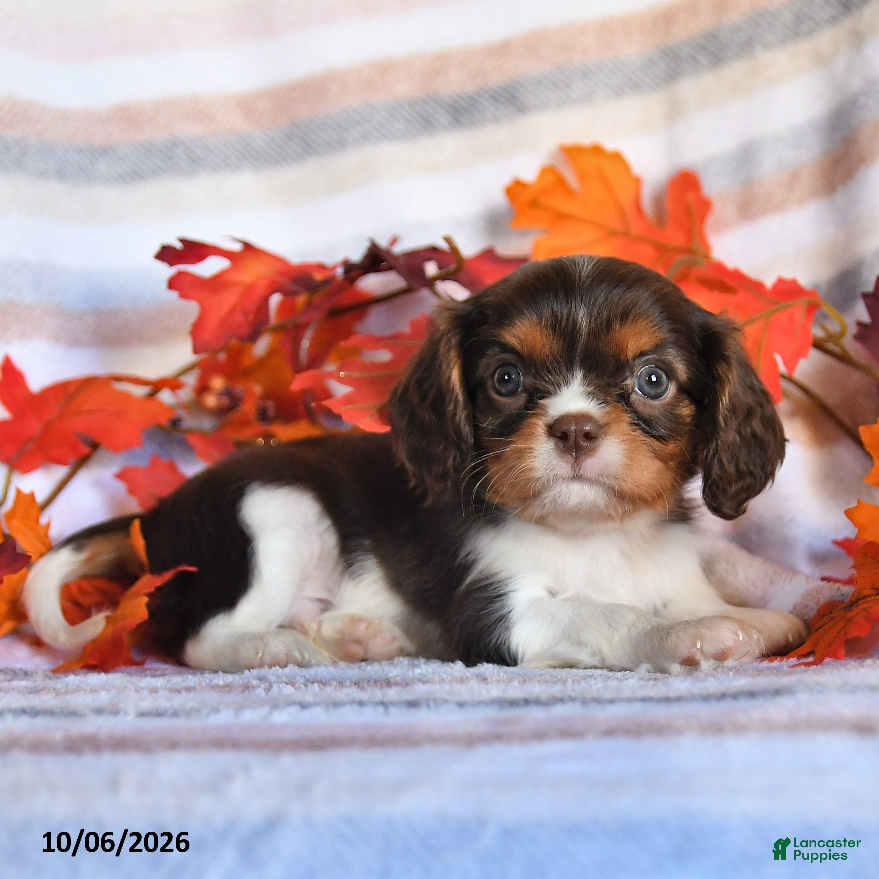Cavalier King Charles Spaniel dogs Leo - Ad 2