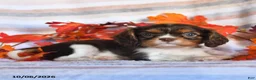 Cavalier King Charles Spaniel dogs for sale: Leo - Ad 2
