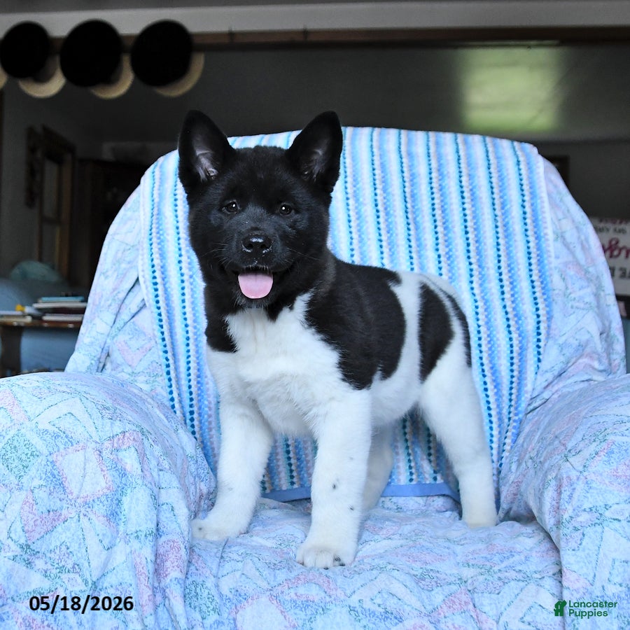 Akita dogs Kayla - Ad 1