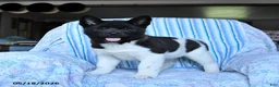 Akita dogs for sale: Kayla - Ad 1