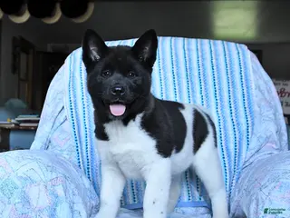 Akita dogs for sale: Kayla - Ad 3