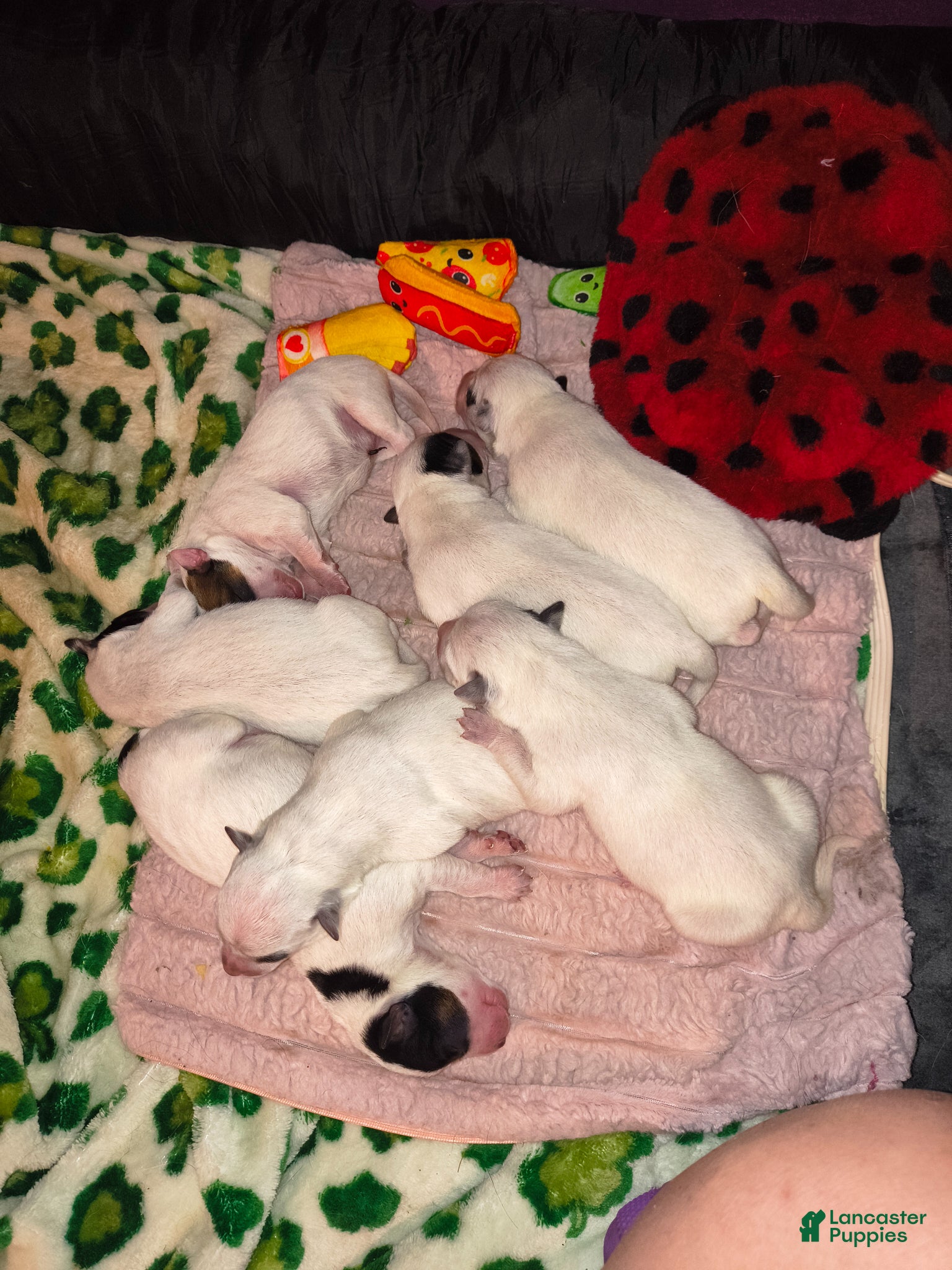 Australian Cattle Dog dogs Australian Cattle Dog Puppy 1 - Ad 3