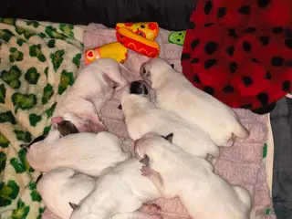 Australian Cattle Dog dogs Australian Cattle Dog Puppy 1 - Ad 3