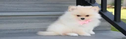 Pomeranian dogs for sale: Ruby - Ad 3