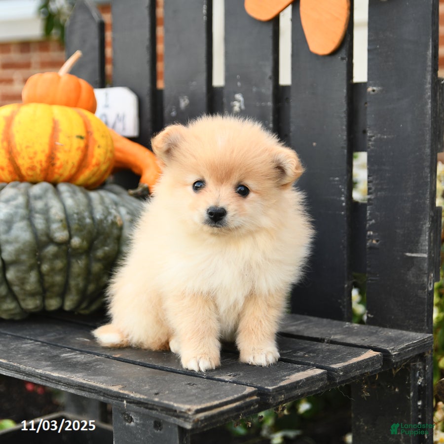 Pomeranian dogs Mocha - Ad 28
