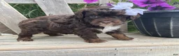 Cavapoo dogs for sale: Lilac- small - Ad 8