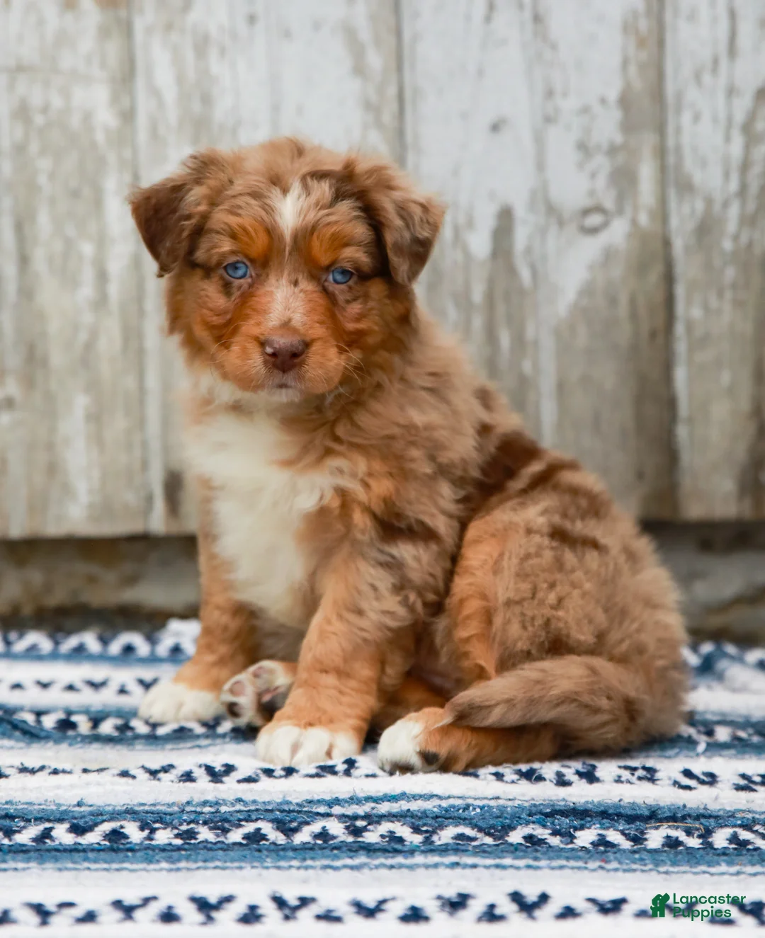 Australian Shepherd dogs for sale: Crystal - Ad 1