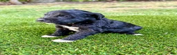 Portuguese Water Dog dogs for sale: Oscar - Ad 10