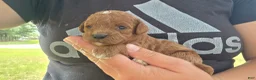 Cavapoo dogs for sale: Finn - Ad 4