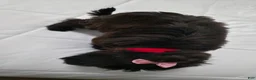 Yorkiepoo dogs for sale: Yorkiepoo 3 Red Collar  - Ad 20