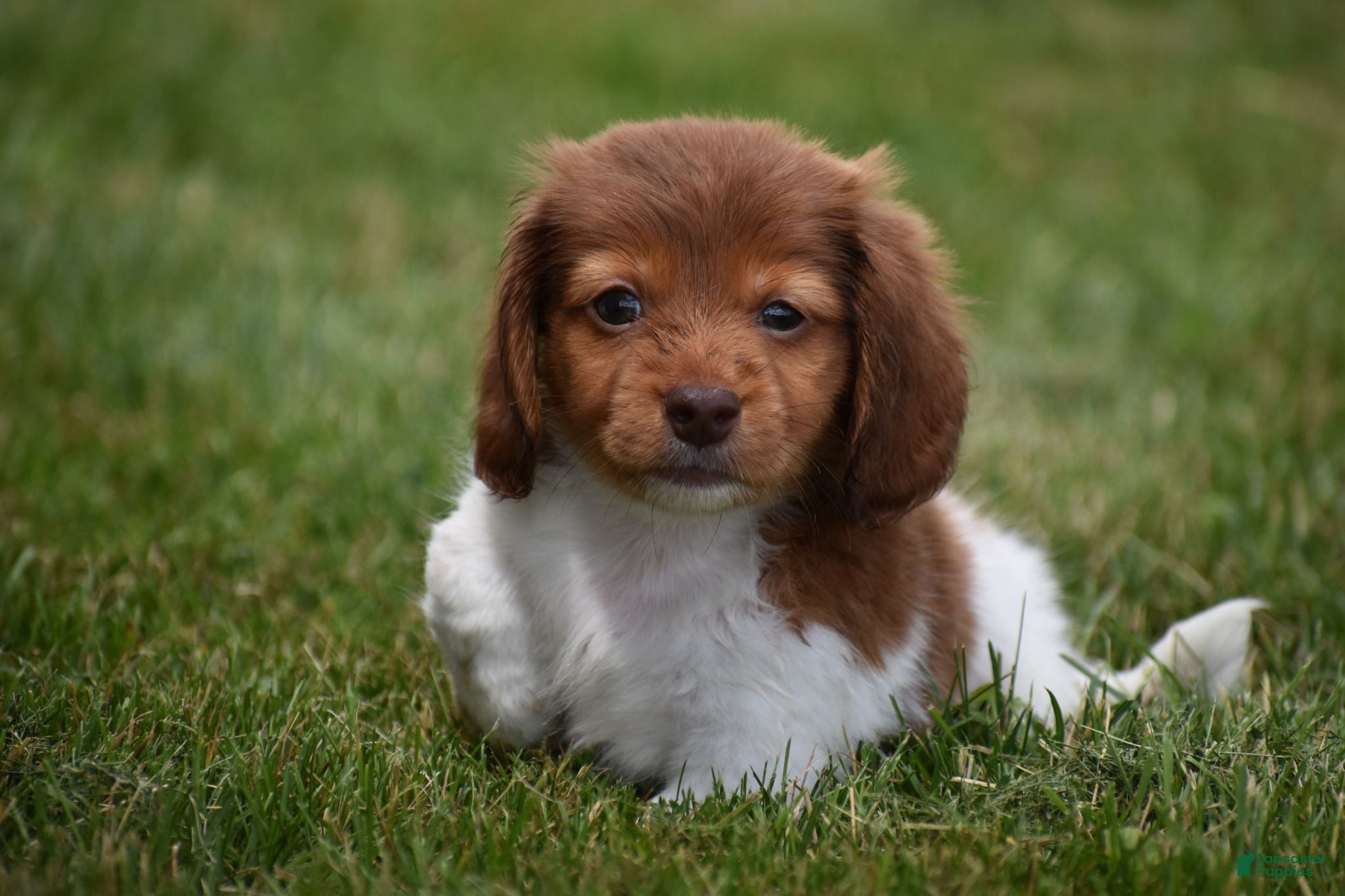 Miniature Dachshund dogs Peanut - Ad 2