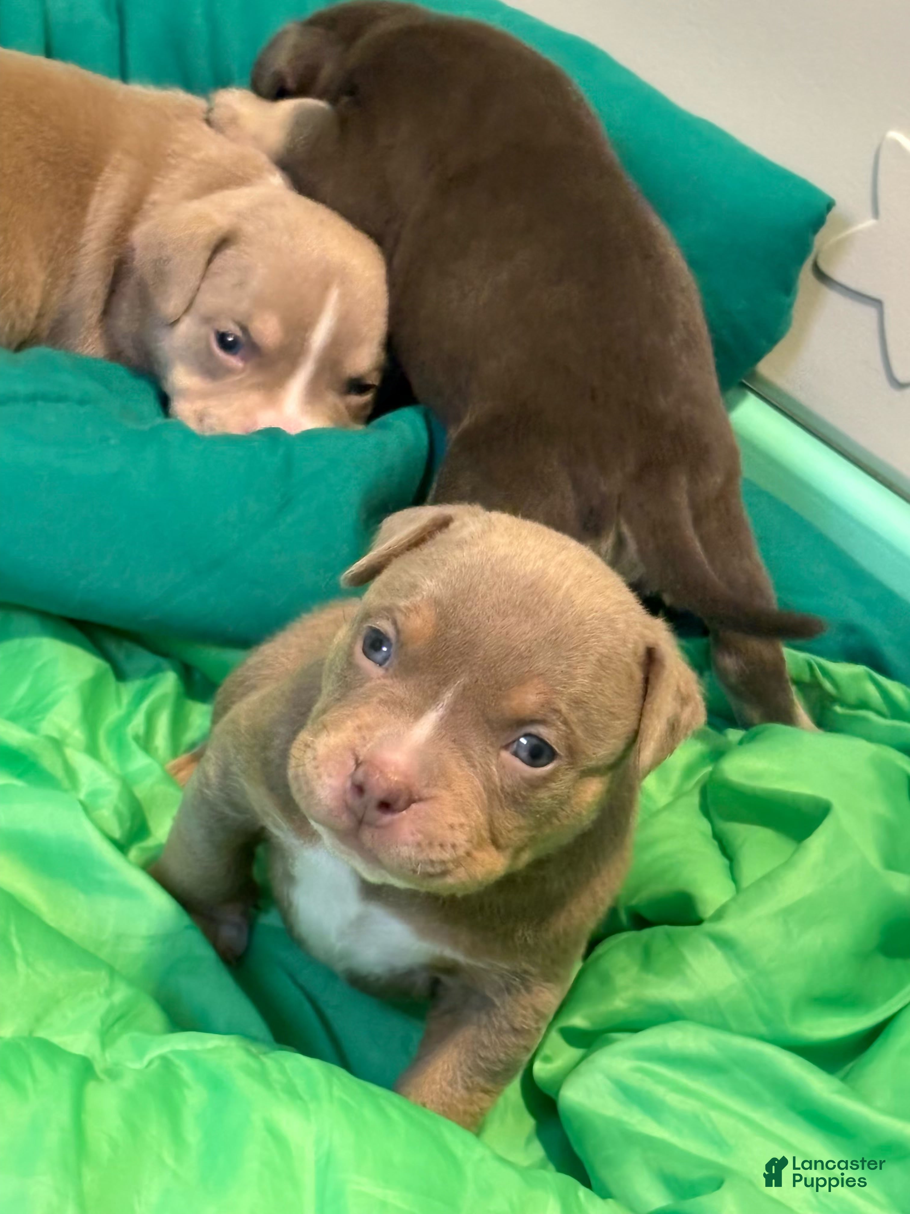 American Bully dogs American Bully Puppy 4 - Ad 7