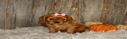 Cavalier King Charles Spaniel dogs for sale: Ruby - Ad 3