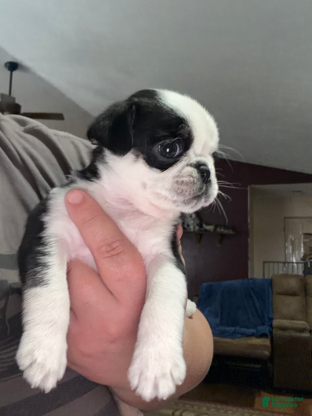 Pug dogs for sale: Pixie  - Ad 1